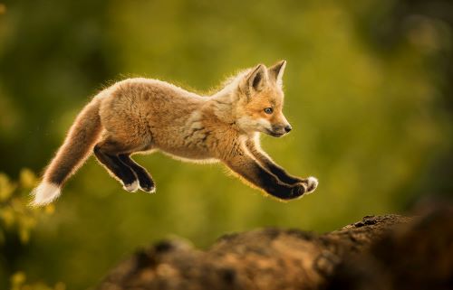 Young fox taking a leap